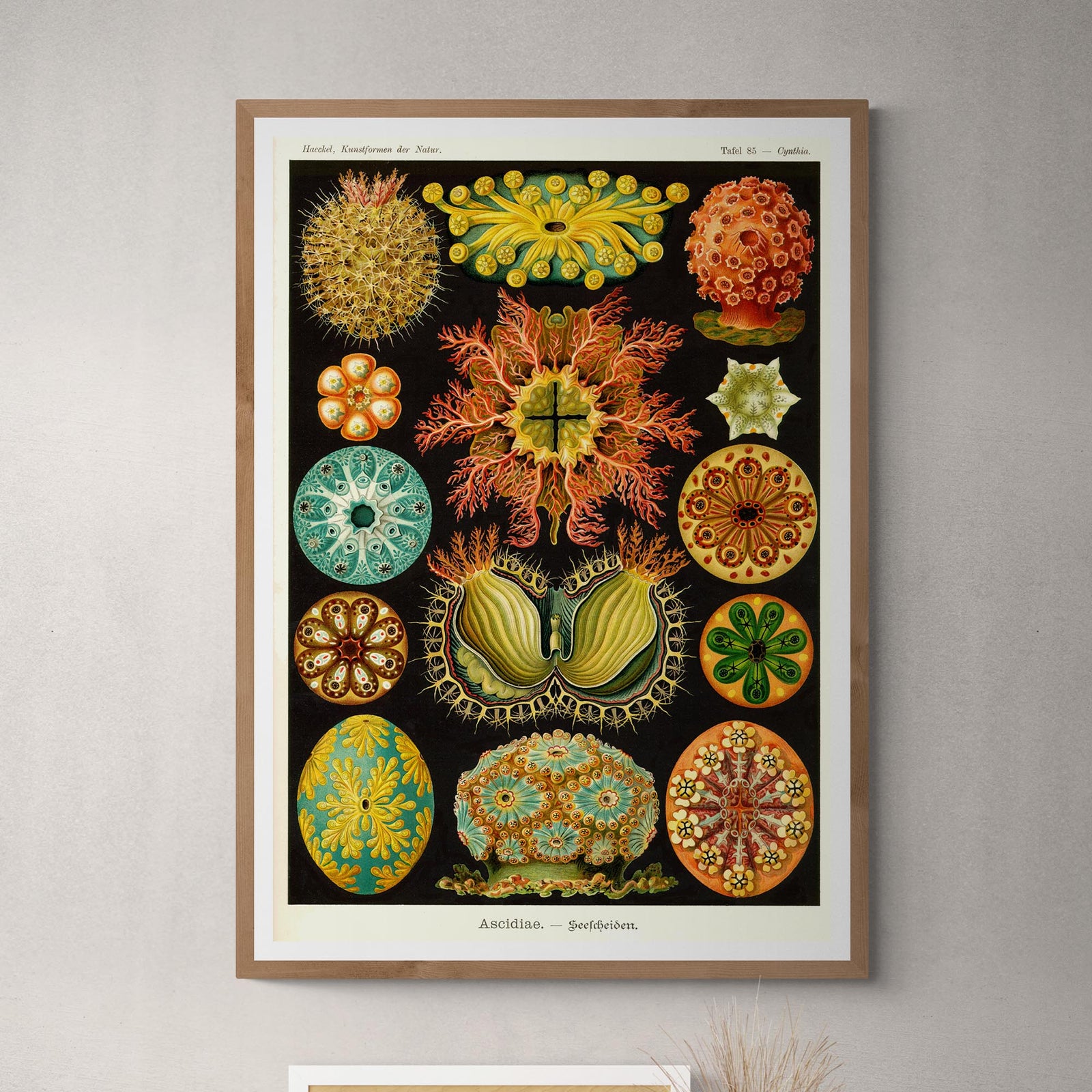 Ernst Haeckel, Ascidiea (Sea Squirts) Fine Art Print