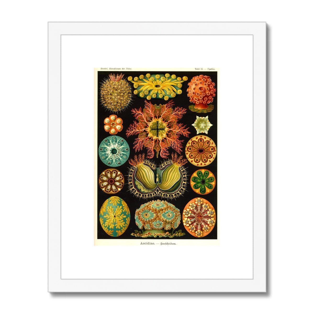 Ernst Haeckel, Ascidiea (Sea Squirts) Framed Print