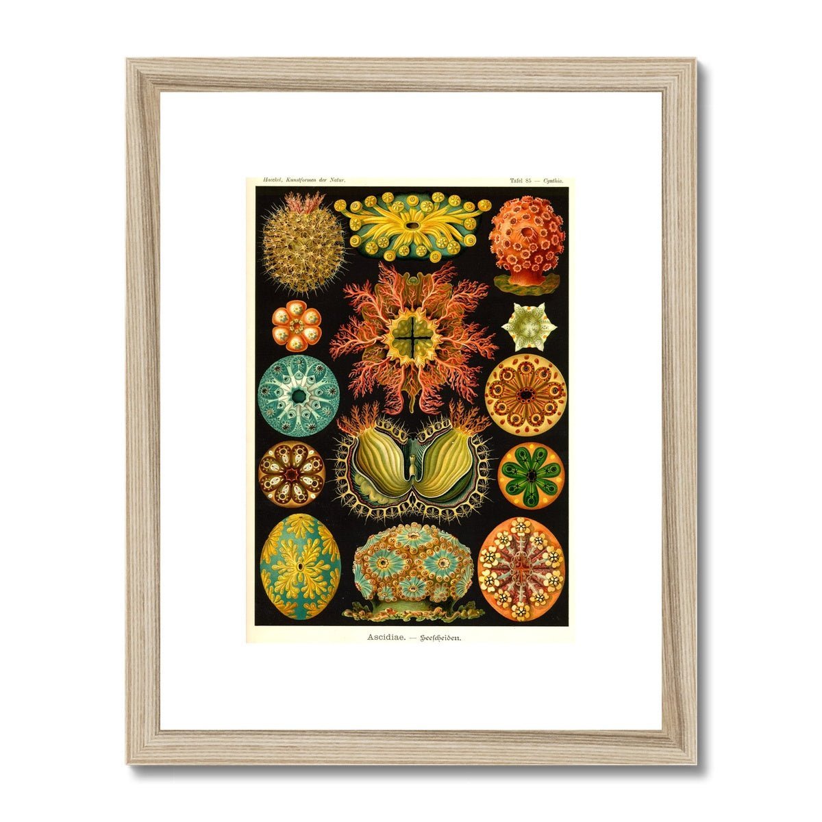 Ernst Haeckel, Ascidiea (Sea Squirts) Framed Print