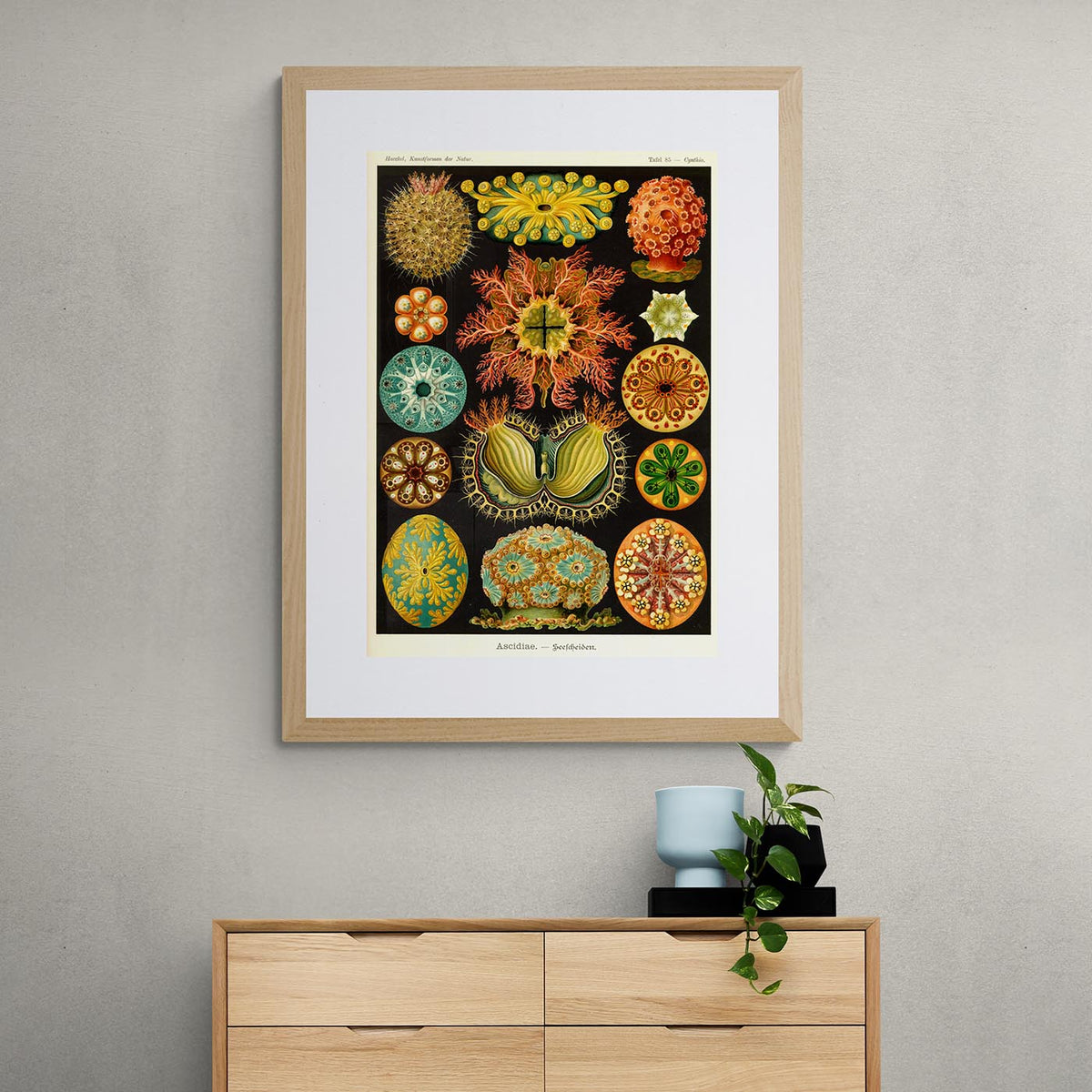 Ernst Haeckel, Ascidiea (Sea Squirts) Framed Print