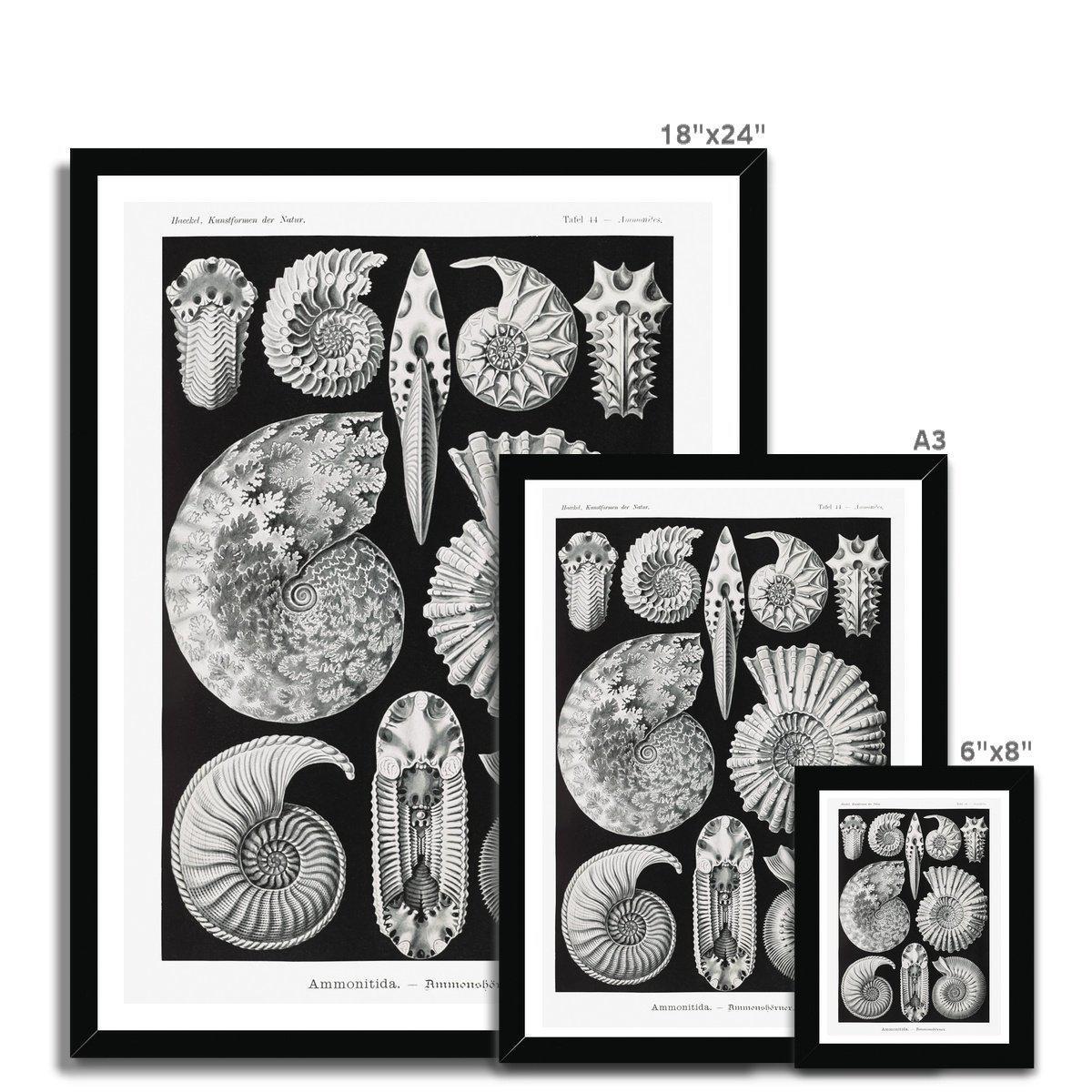 ERNST HAECKEL FRAMED PRINT