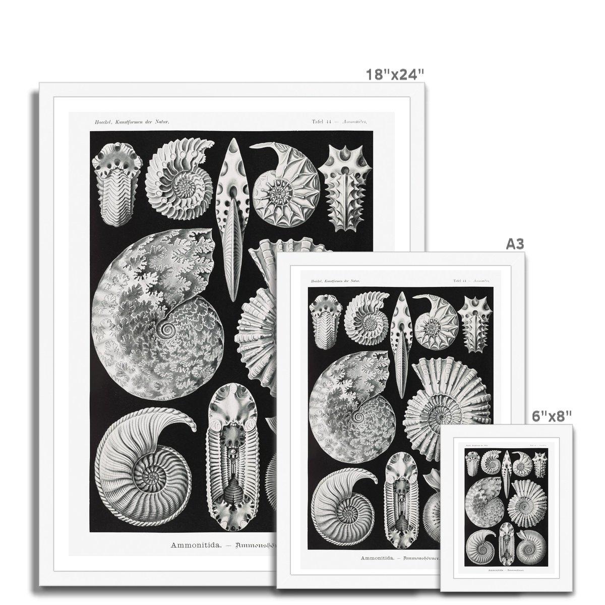 ERNST HAECKEL FRAMED PRINT