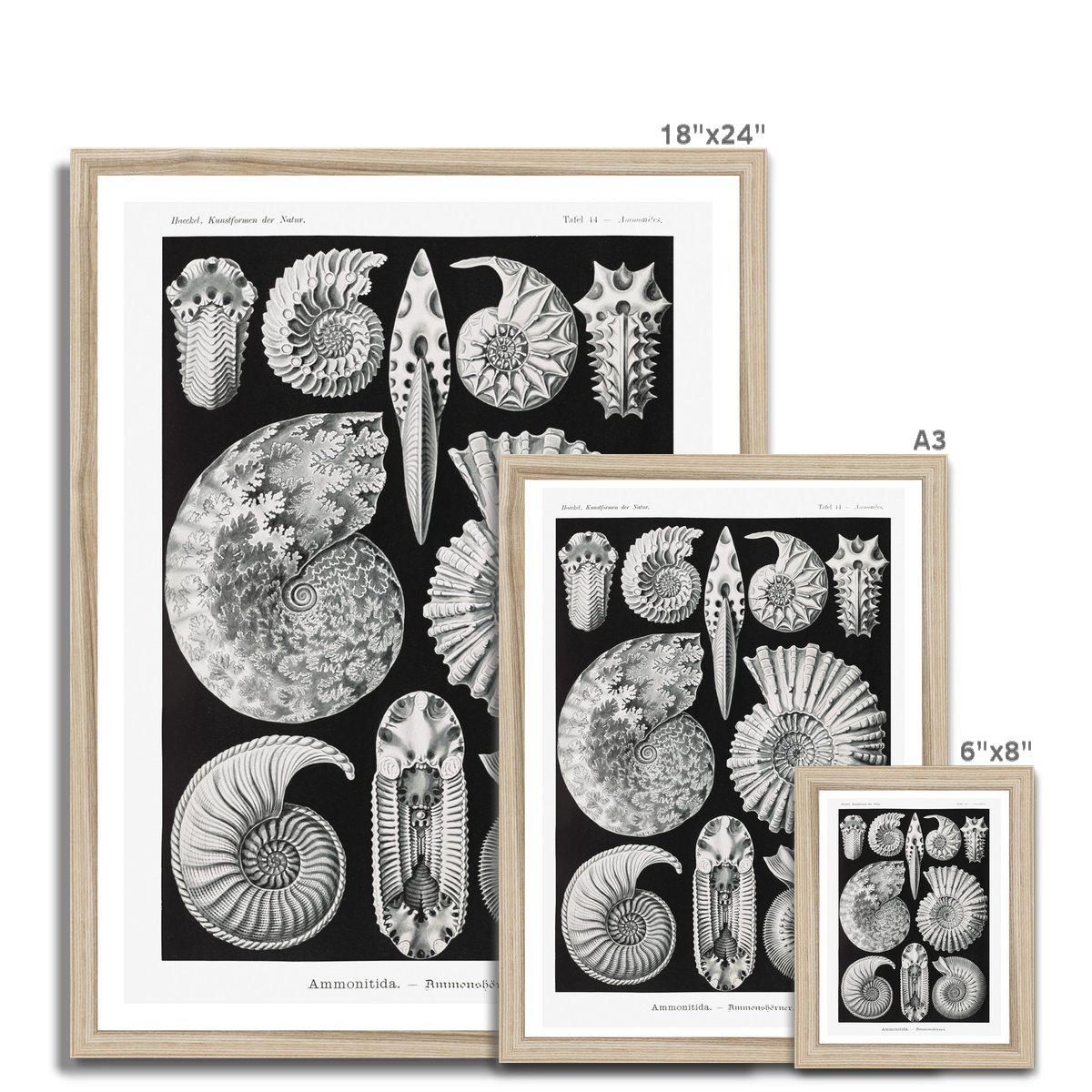 ERNST HAECKEL FRAMED PRINT