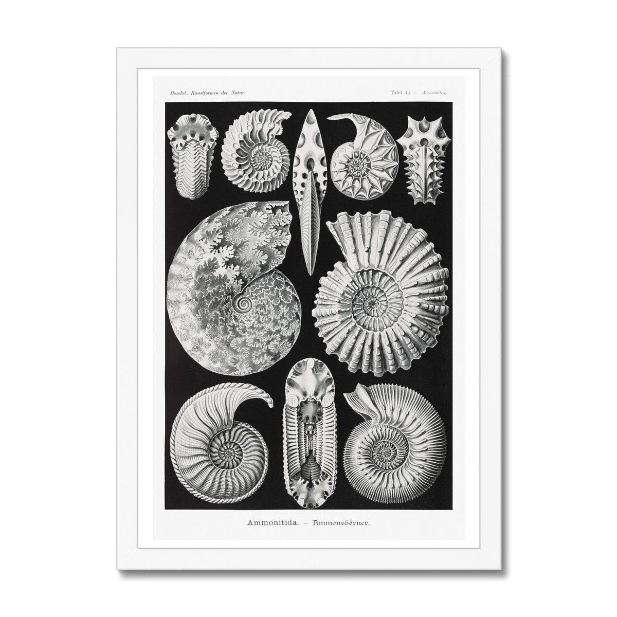 ERNST HAECKEL FRAMED PRINT