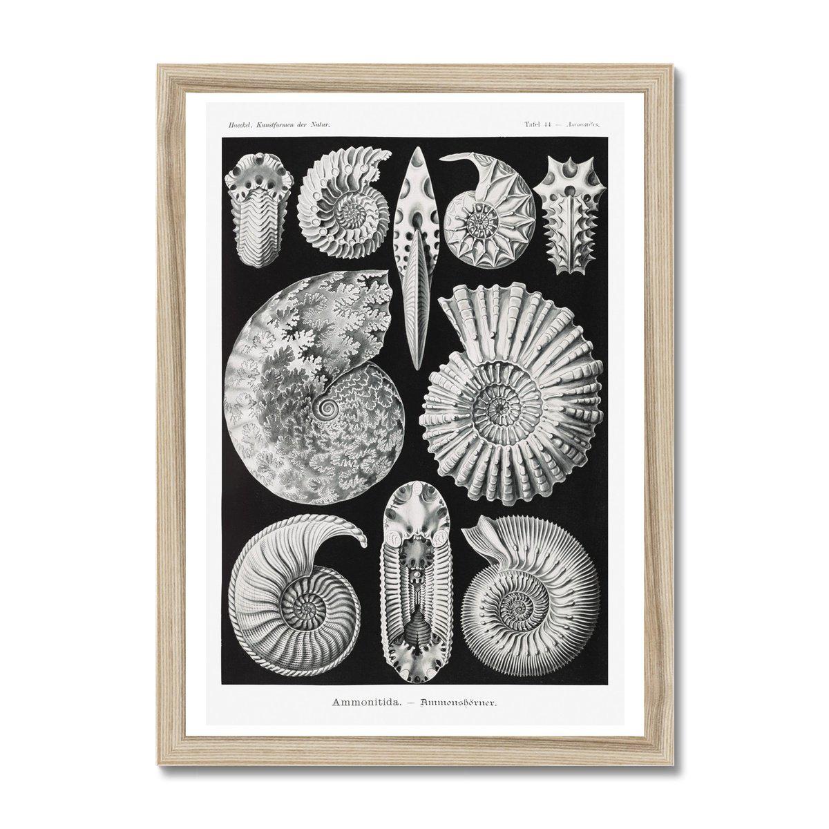 ERNST HAECKEL FRAMED PRINT