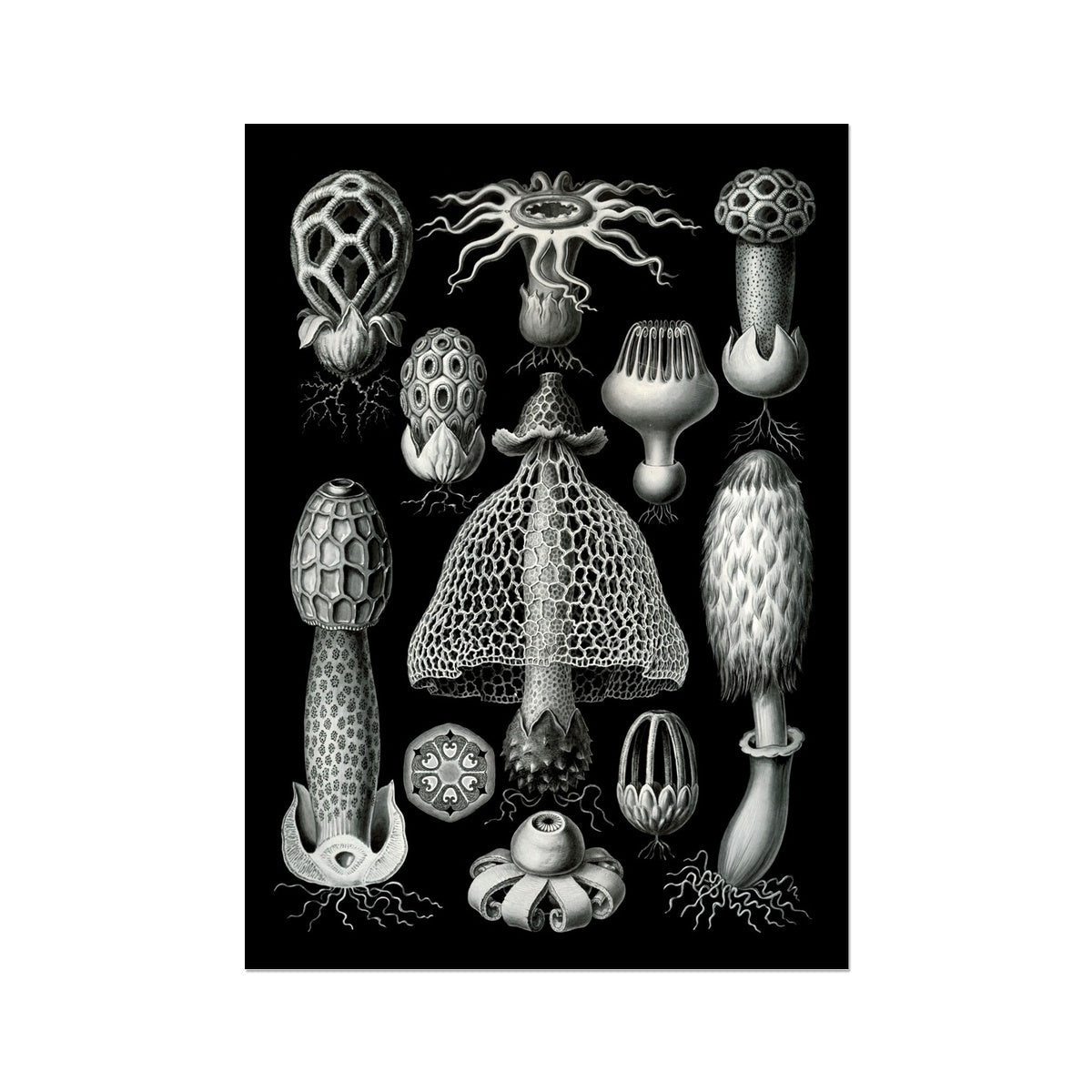 Haeckel Basimycetes Mushroom Art Botanical Fungi Mycelium Poster Mushroom Illustration Vintage Giclee Fine Art Print - Sacred Surreal