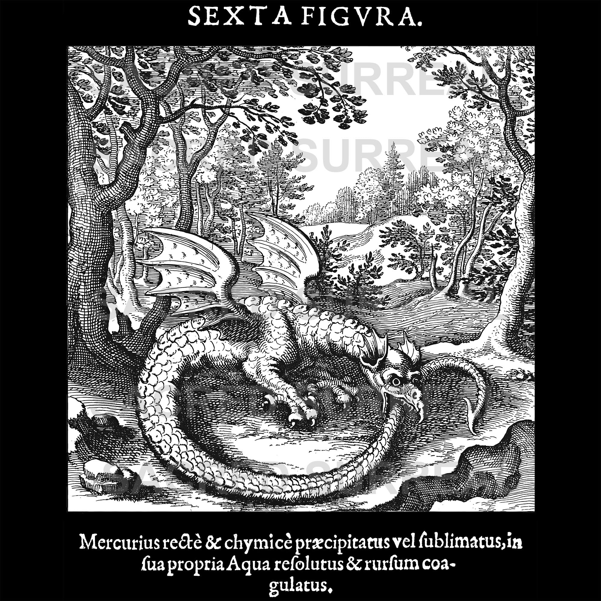 The Ouroboros Ancient Serpent Snake Dragon | Rebirth Hermetic Alchemy | Medieval Woodcut, Occult Esoteric Graphic Art T-Shirt